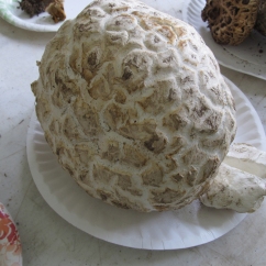 Western Giant Puffball (Calvatia booniana) found in Telluride, CO.